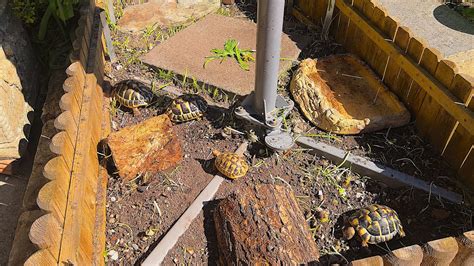 where to keep metal tortoise in house|tortoise shape in house.